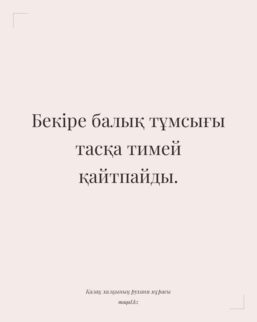 Бекіре балық тұмсығы тасқа тимей қайтпайды. — қазақша мақал