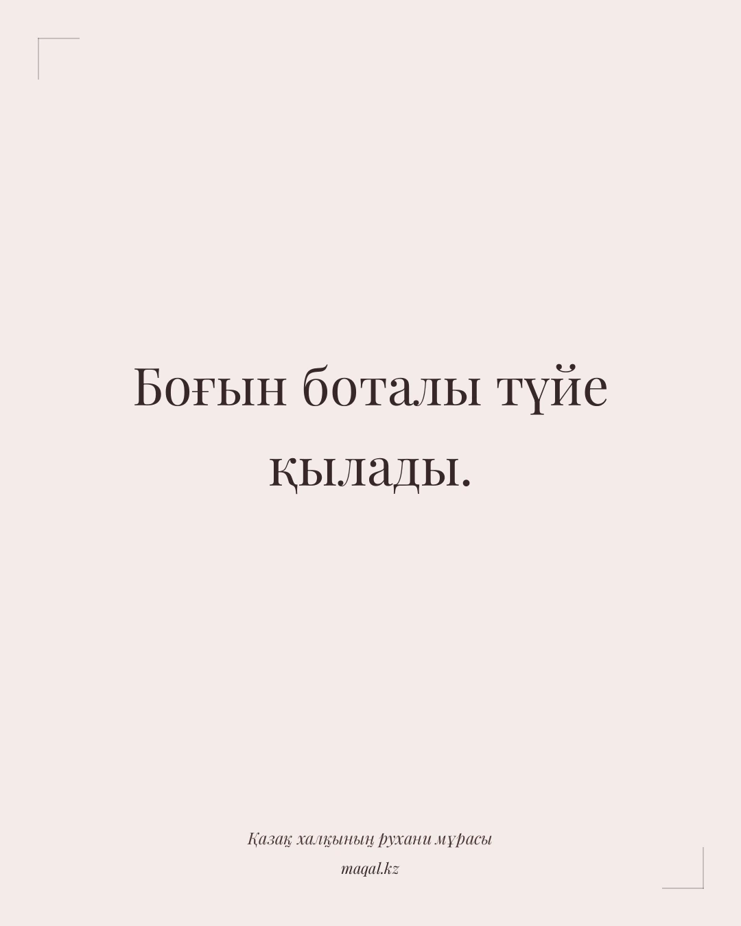 Боғын боталы түйе қылады. — қазақша мақал