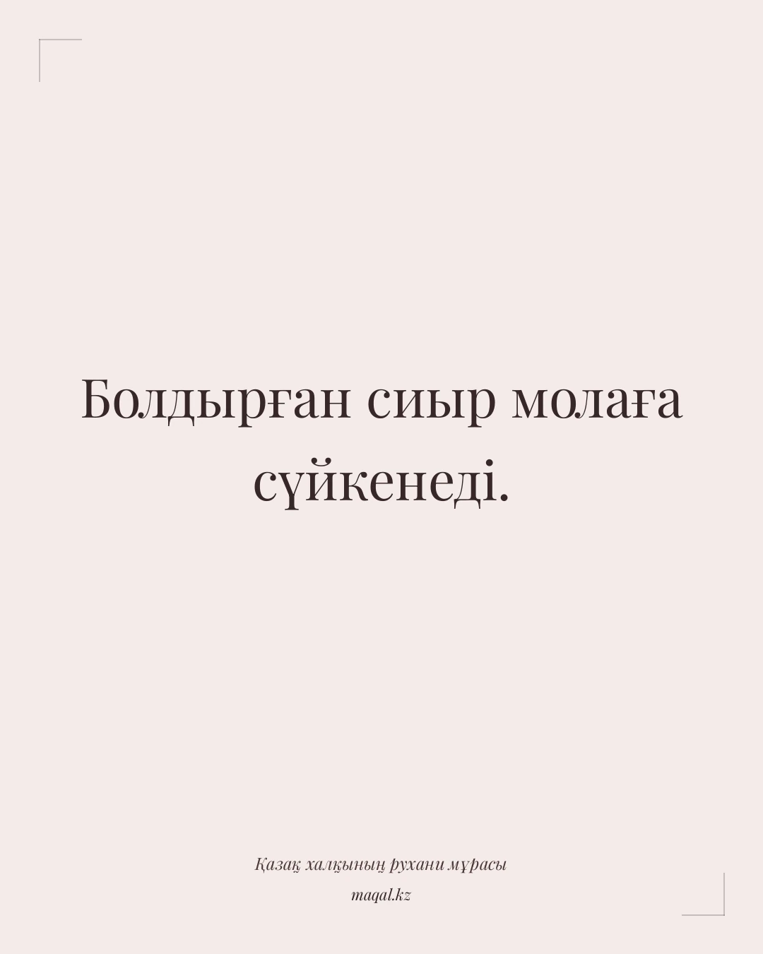 Болдырған сиыр молаға сүйкенеді. — қазақша мақал