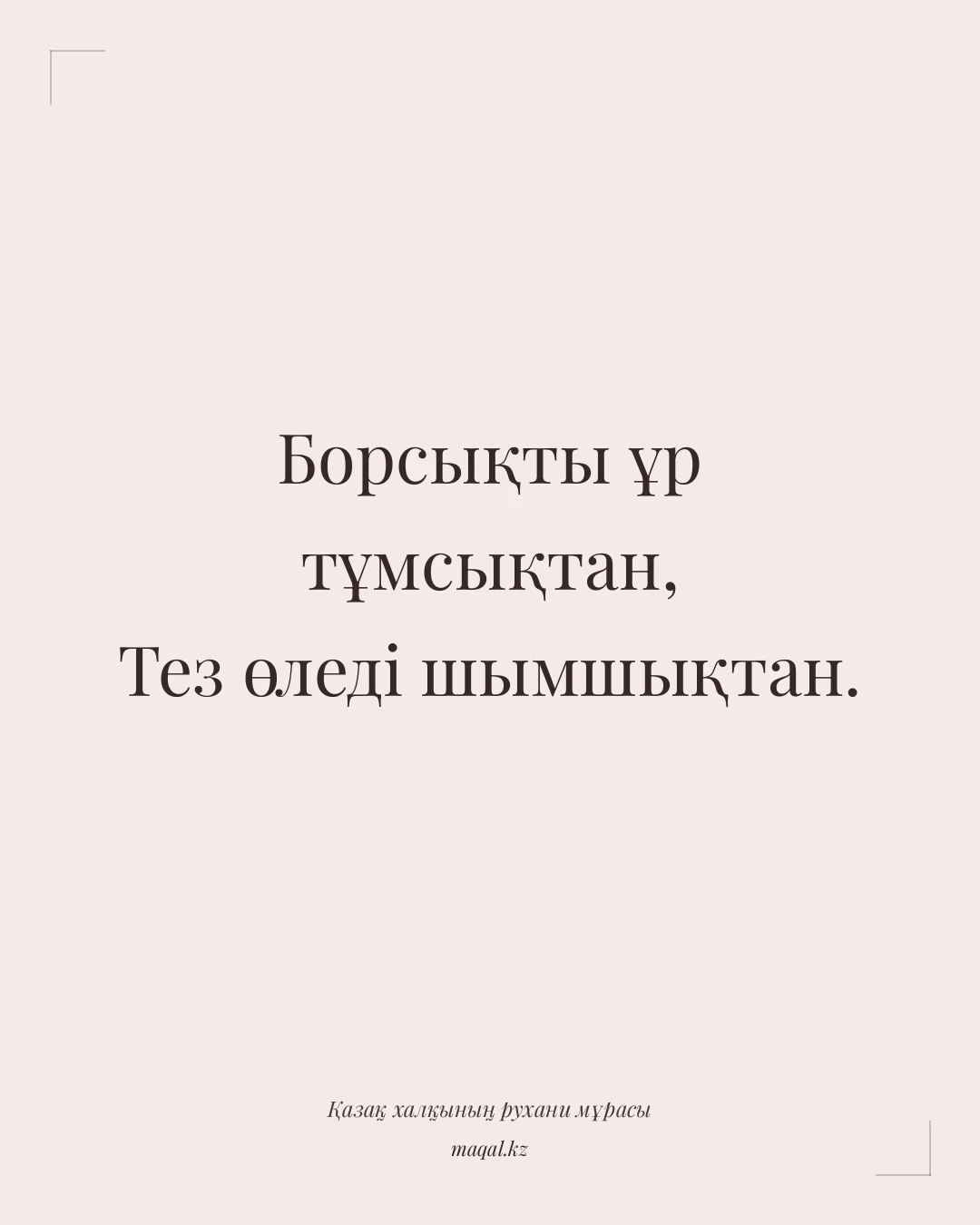 Борсықты ұр тұмсықтан, Тез өледі шымшықтан. — қазақша мақал