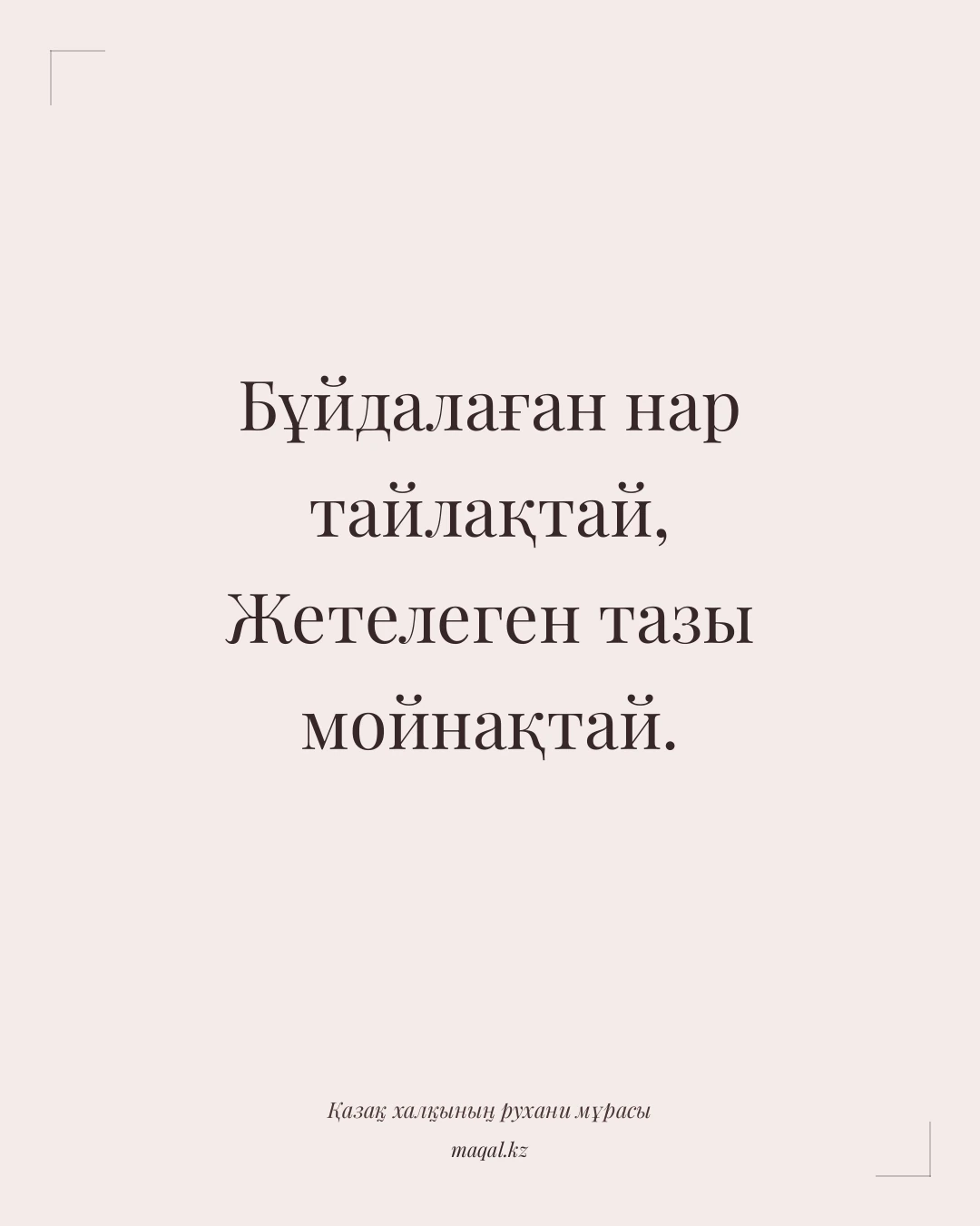 Бұйдалаған нар тайлақтай, Жетелеген тазы мойнақтай. — қазақша мақал