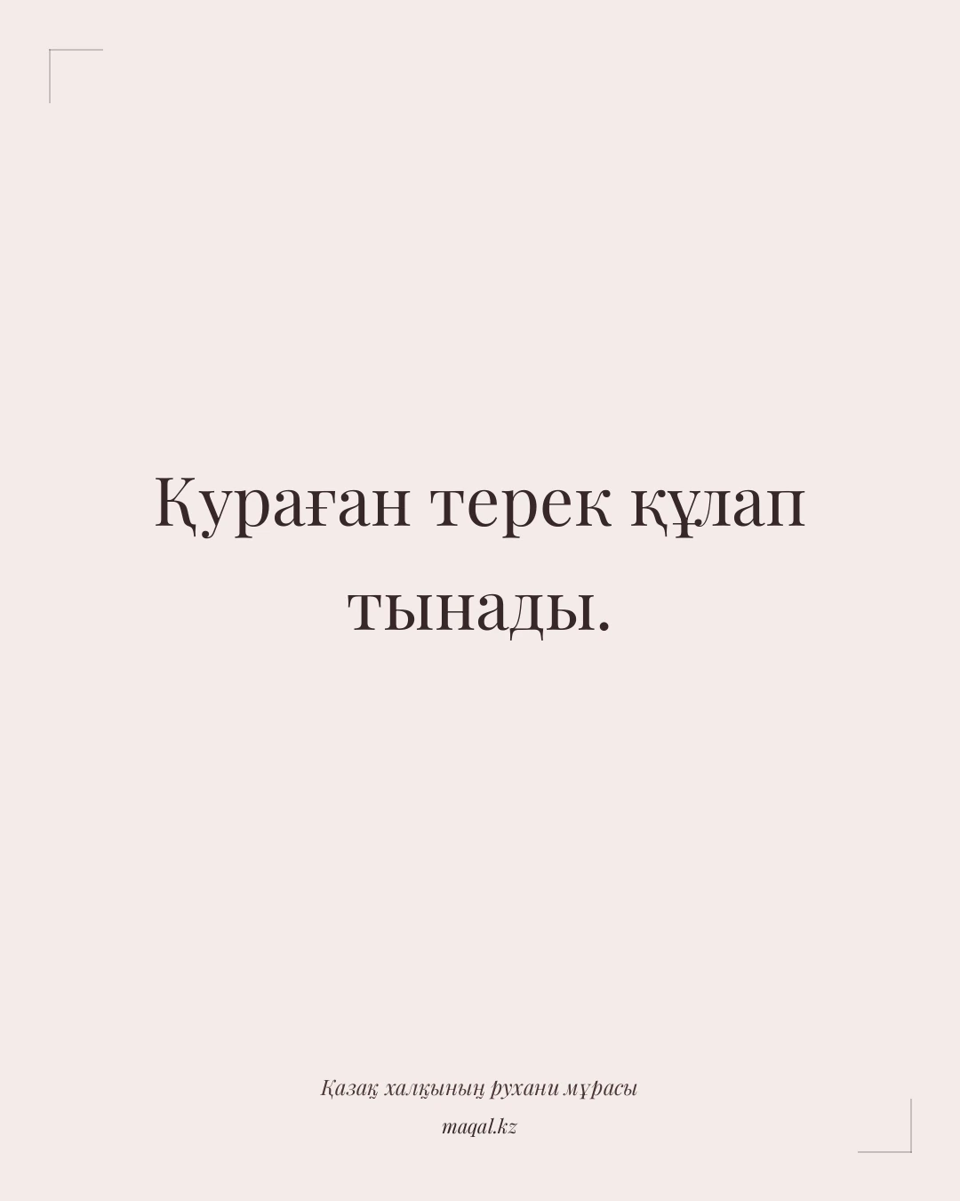 Қураған терек құлап тынады. — қазақша мақал