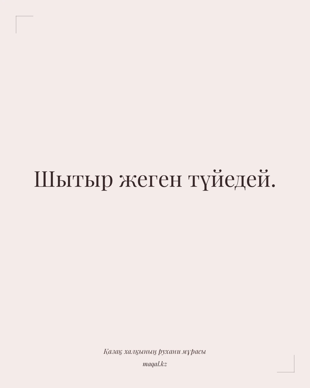 Шытыр жеген түйедей. — қазақша мақал