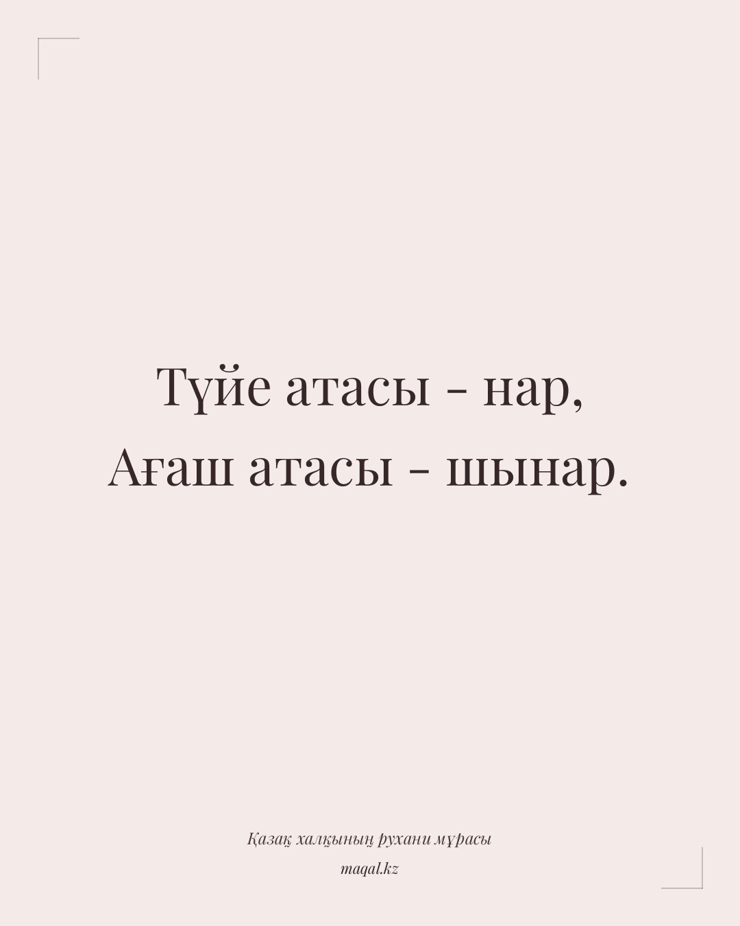 Түйе атасы - нар, Ағаш атасы - шынар. — қазақша мақал