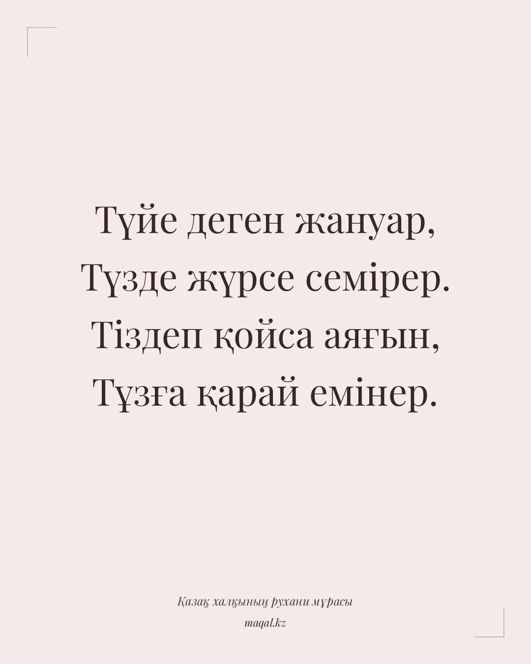 Түйе деген жануар, Түзде жүрсе семірер. Тіздеп қойса аяғын, Тұзға қарай емінер. — қазақша мақал